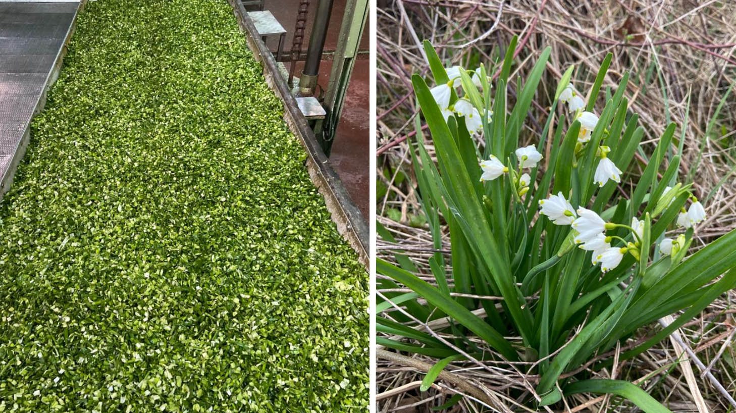 TE-GE, Göl Soğanı (Leucojum aestivum) Hasadını Başarıyla Tamamladı