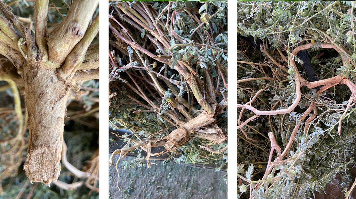 2025 Demir Dikeni Hasadı Tamamlandı