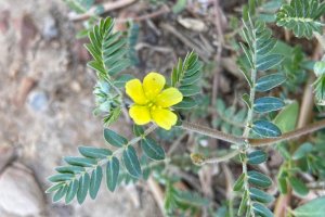 Demir Dikeni - Tribulus terrestris L.