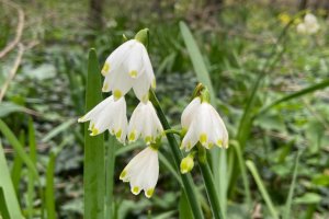 Göl soğanı - Leucojum aestivum L.
