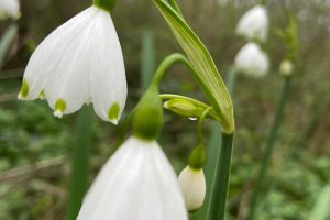 Göl soğanı - Leucojum aestivum L.