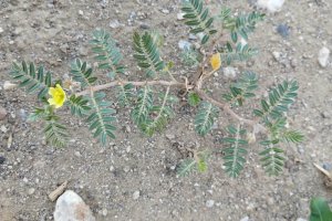 2025 Demir Dikeni Hasadı Tamamlandı