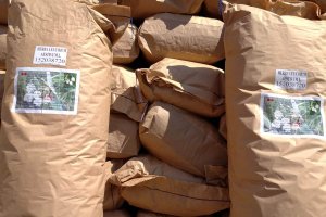 TE-GE, Göl Soğanı (Leucojum aestivum) Hasadını Başarıyla Tamamladı