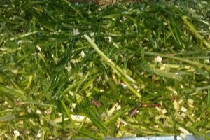 TE-GE, Göl Soğanı (Leucojum aestivum) Hasadını Başarıyla Tamamladı