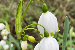 Göl soğanı - Leucojum aestivum L.