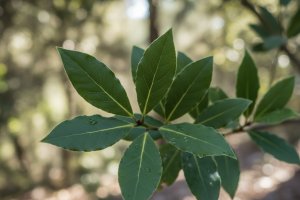 Defne Yaprağı  – Laurus nobilis L.