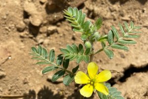 Demir Dikeni - Tribulus terrestris L.