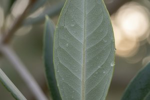 Zeytin Yaprağı - Olea europaea folium L.