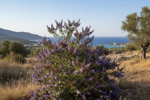 Hayıt Tohumu – Vitex agnus-castus L.
