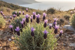 Karabaş Otu – Lavandula stoechas L.