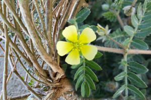 Demir Dikeni - Tribulus terrestris L.