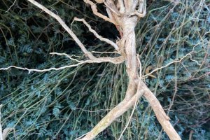 Demir Dikeni - Tribulus terrestris L.