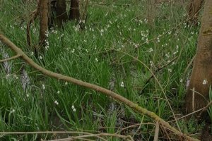 Göl soğanı - Leucojum aestivum L.