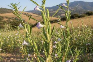 Susam - Sesamum indicum L.