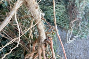 Demir Dikeni - Tribulus terrestris L.