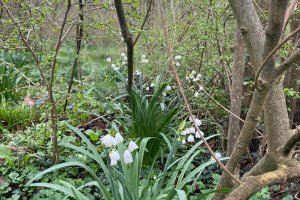 Göl soğanı - Leucojum aestivum L.