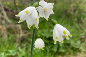 TE-GE, Göl Soğanı (Leucojum aestivum) Hasadını Başarıyla Tamamladı