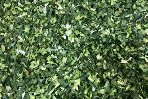 TE-GE, Göl Soğanı (Leucojum aestivum) Hasadını Başarıyla Tamamladı