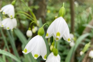 Göl soğanı - Leucojum aestivum L.