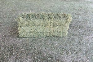 Demir Dikeni - Tribulus terrestris L.