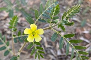 Demir Dikeni - Tribulus terrestris L.