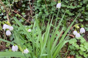 TE-GE, Göl Soğanı (Leucojum aestivum) Hasadını Başarıyla Tamamladı