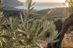 Zeytin Yaprağı - Olea europaea folium L.