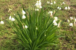 TE-GE, 2025 yılı Göl Soğanı Hasadını Başarıyla Tamamladı