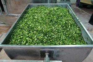 TE-GE, 2025 yılı Göl Soğanı Hasadını Başarıyla Tamamladı