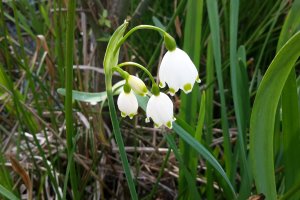 TE-GE, 2025 yılı Göl Soğanı Hasadını Başarıyla Tamamladı