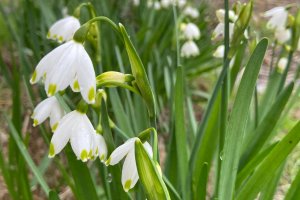 TE-GE, 2025 yılı Göl Soğanı Hasadını Başarıyla Tamamladı