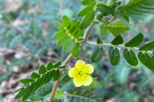 TE-GE, 2025 Yılı Demir Dikeni Hasadını Başarıyla Tamamladı