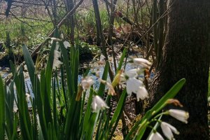 TE-GE, 2025 yılı Göl Soğanı Hasadını Başarıyla Tamamladı