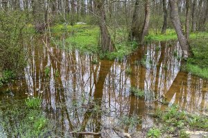 TE-GE, 2025 yılı Göl Soğanı Hasadını Başarıyla Tamamladı