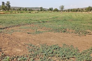 TE-GE, 2025 Yılı Demir Dikeni Hasadını Başarıyla Tamamladı