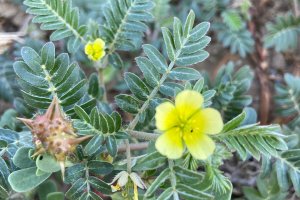 TE-GE, 2025 Yılı Demir Dikeni Hasadını Başarıyla Tamamladı