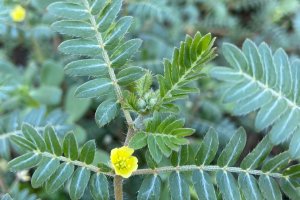 TE-GE, 2025 Yılı Demir Dikeni Hasadını Başarıyla Tamamladı