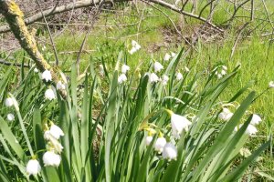 TE-GE, 2025 yılı Göl Soğanı Hasadını Başarıyla Tamamladı