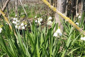 TE-GE, 2025 yılı Göl Soğanı Hasadını Başarıyla Tamamladı