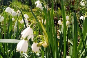 TE-GE, 2025 yılı Göl Soğanı Hasadını Başarıyla Tamamladı