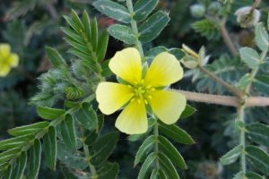 TE-GE, 2025 Yılı Demir Dikeni Hasadını Başarıyla Tamamladı