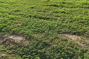 TE-GE, 2025 Yılı Demir Dikeni Hasadını Başarıyla Tamamladı