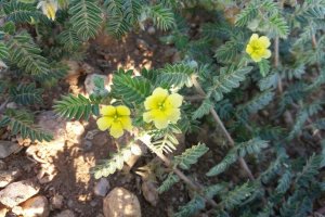 TE-GE, 2025 Yılı Demir Dikeni Hasadını Başarıyla Tamamladı