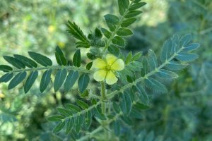 TE-GE, 2025 Yılı Demir Dikeni Hasadını Başarıyla Tamamladı