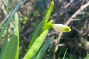 TE-GE, 2025 yılı Göl Soğanı Hasadını Başarıyla Tamamladı