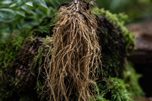 Çuha Çiçeği -  Primula vulgaris L.