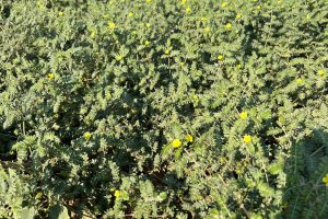 Demir Dikeni - Tribulus terrestris L.