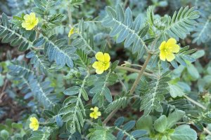 Demir Dikeni - Tribulus terrestris L.